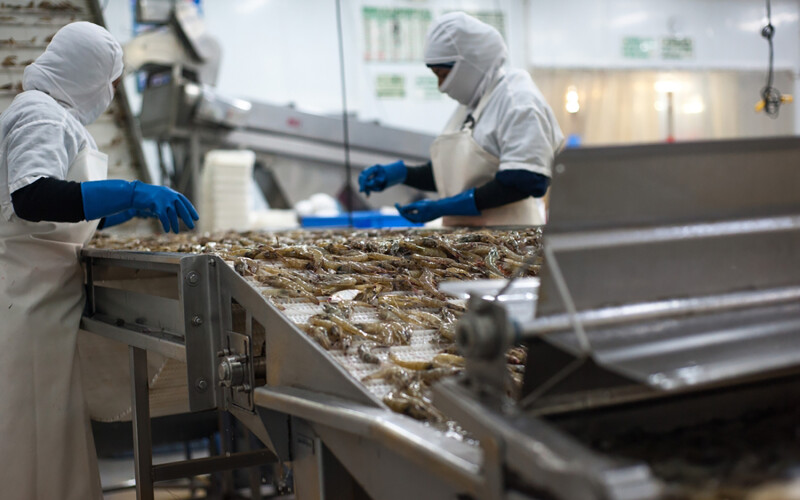 Workers processing shrimp at an Ecuadorian facility