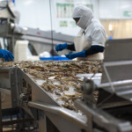 Workers processing shrimp at an Ecuadorian facility