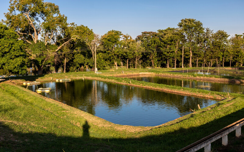A Brazilian tilapia farm