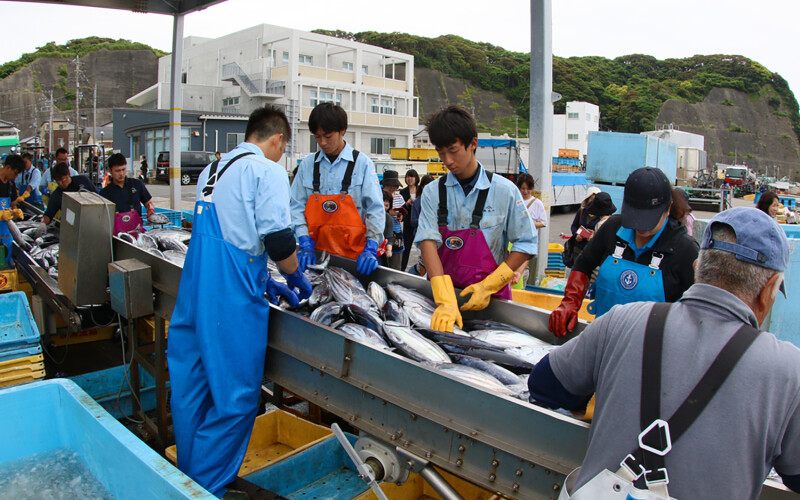 Japanese workers sorting skipjack tuna near the city of Chiba