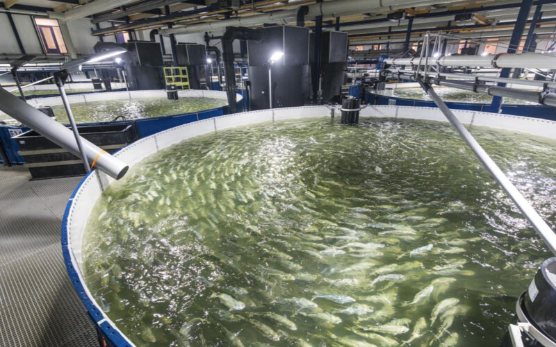 Kingfish Company's RAS tanks at its Netherlands-based facility