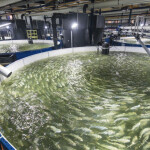 Kingfish Company's RAS tanks at its Netherlands-based facility