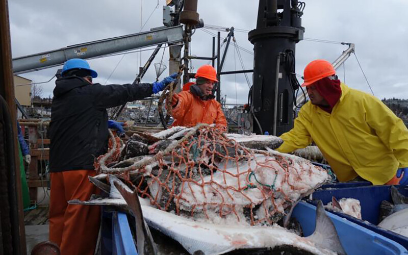 A photo of workers unloading halibut in Alaska