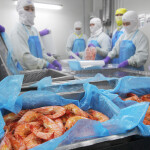 Workers preparing shrimp in Thailand
