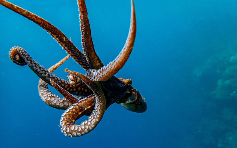 A common octopus swimming in the ocean