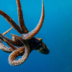 A common octopus swimming in the ocean