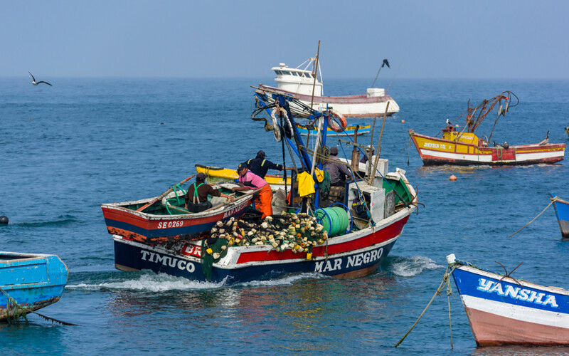 Anchovy fishers in Peru