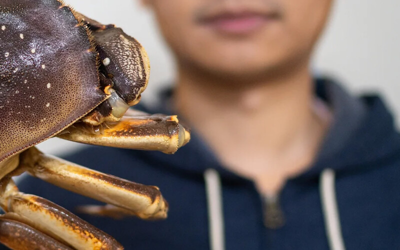 Westlake Seafood Owner Dalong Jiang was charged with four felonies for failing to report thousands of dollars' worth of sea urchin and Dungeness crab purchases
