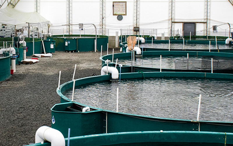 Blue Star Foods' recirculating aquaculture system tanks inside its facility