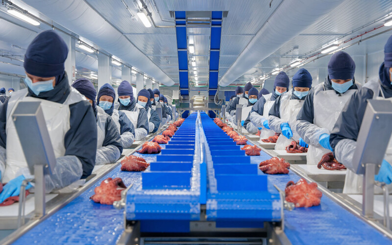 Workers processing octopus inside a Profand processing facility