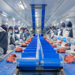 Workers processing octopus inside a Profand processing facility