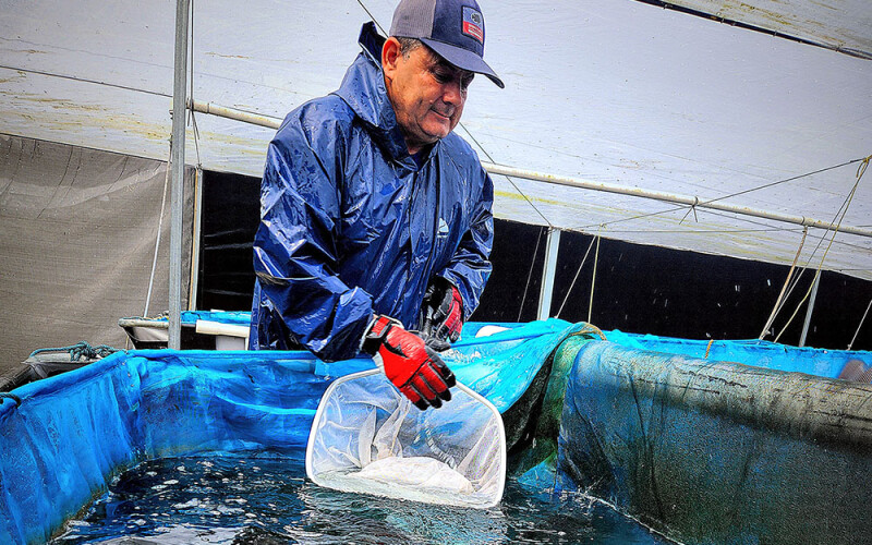 A Spring Genetics employee testing tilapia