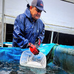 A Spring Genetics employee testing tilapia