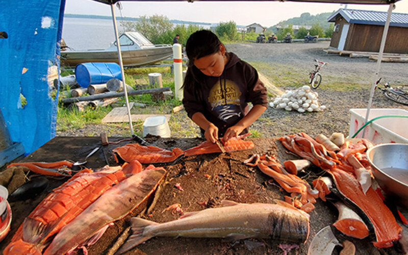 The Alaska Native population has been hurt by declining runs of Chinook salmon across the state