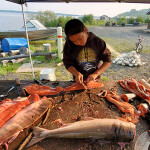 The Alaska Native population has been hurt by declining runs of Chinook salmon across the state