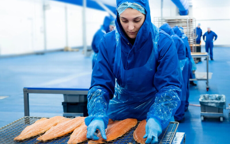 Processing of Norwegian salmon
