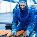 Processing of Norwegian salmon
