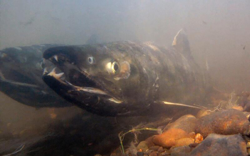 A photo of a salmon. | Photo courtesy of NOAA Fisheries