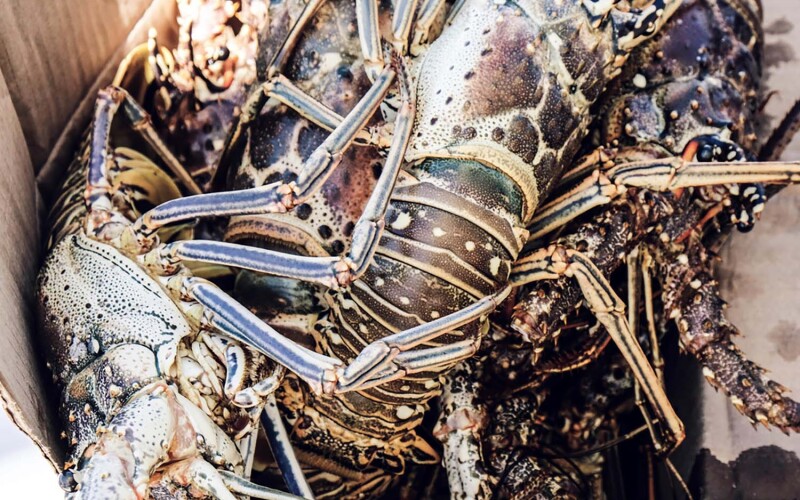 Lobster caught in Cuba