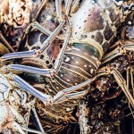 Lobster caught in Cuba