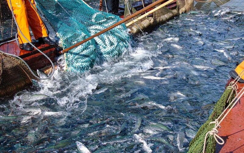 Fishers hauling in a salmon catch