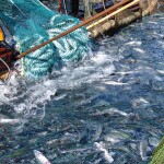 Fishers hauling in a salmon catch