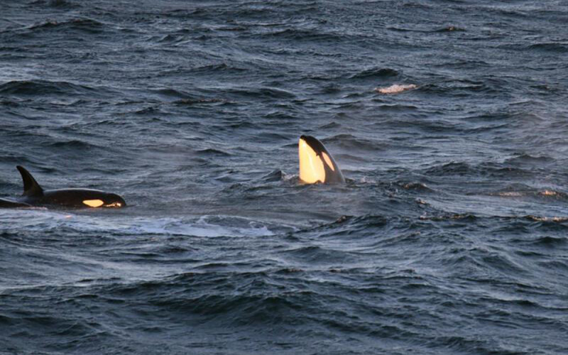 A photo of Southern Resident killer whales | Northwest Fisheries Science Center/NOAA Fisheries