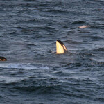 A photo of Southern Resident killer whales | Northwest Fisheries Science Center/NOAA Fisheries