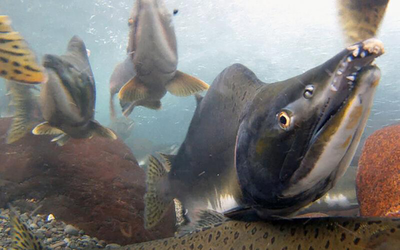 Pink salmon swimming in an Alaska river