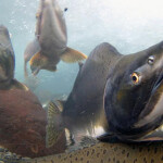 Pink salmon swimming in an Alaska river