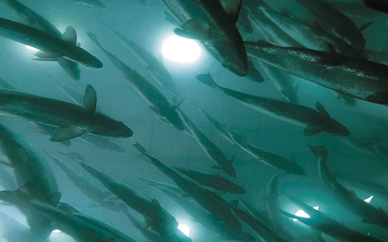 AquaBounty salmon swimming in a growout tank