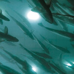 AquaBounty salmon swimming in a growout tank