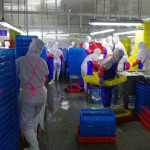 A processing plant in China that allegedly uses North Korean labor