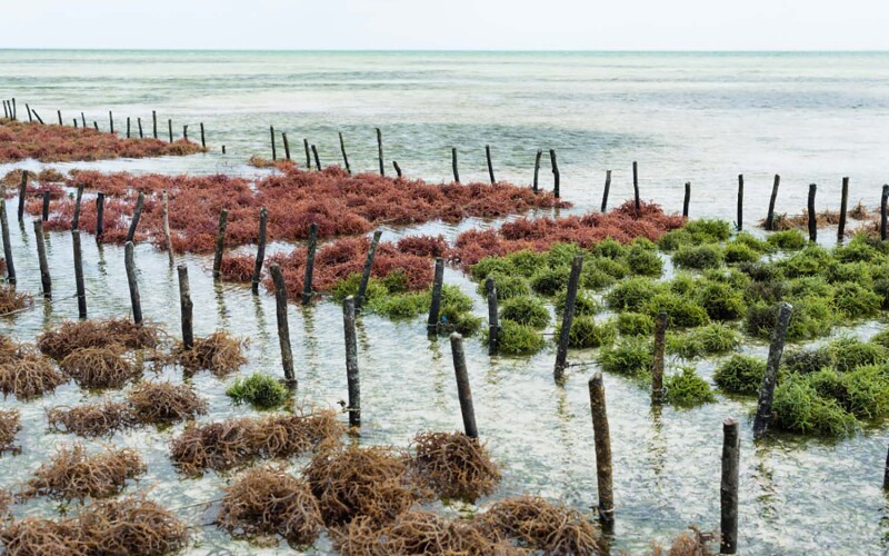 Rows of seaweed on a seaweed farm on the island of Zanzibar