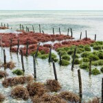 Rows of seaweed on a seaweed farm on the island of Zanzibar