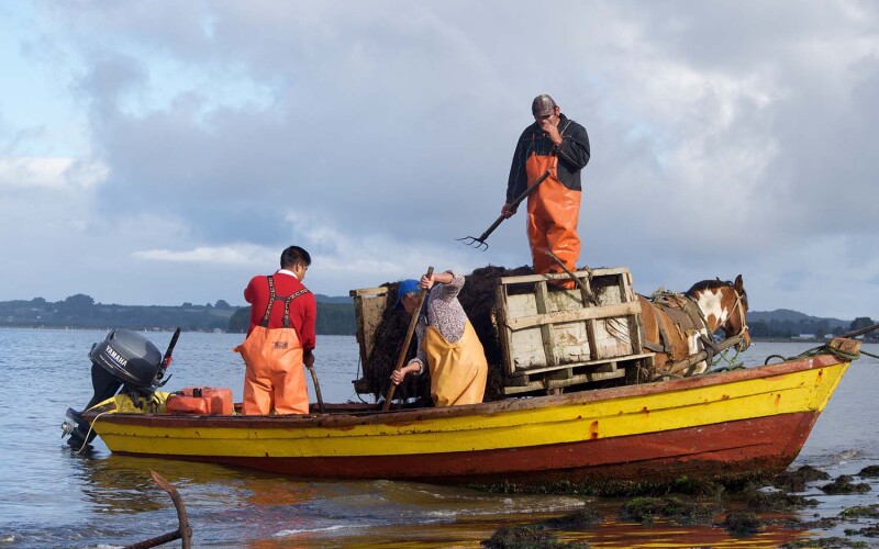The Pu Wapi group of Indigenous Chileans fishing