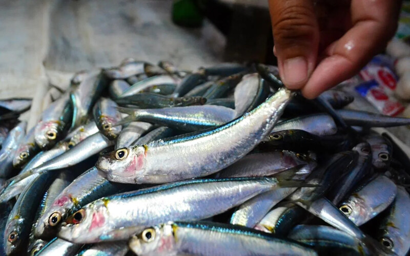 A photo of Pacific sardines being harvested