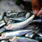 A photo of Pacific sardines being harvested