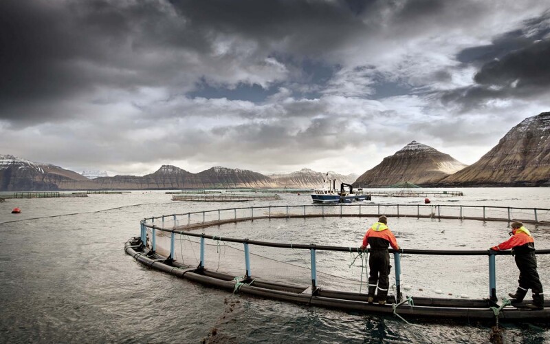 A Bakkafrost fish-farming site in Funningsfjørður, Faroe Islands