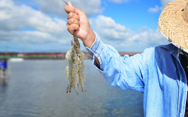 A farmer holding three shrimp in their hand