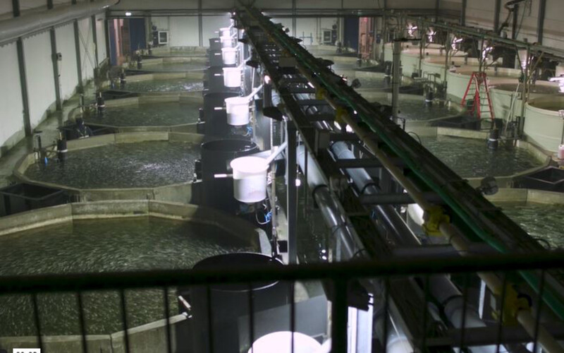 A row of recirculating aquaculture system tanks operated by The Kingfish Company