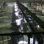 A row of recirculating aquaculture system tanks operated by The Kingfish Company
