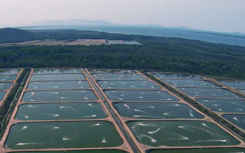 An aerial view of some of Seafarms Group Limited's shrimp ponds