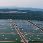 An aerial view of some of Seafarms Group Limited's shrimp ponds