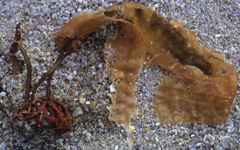 Sugar kelp on the beach