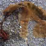 Sugar kelp on the beach
