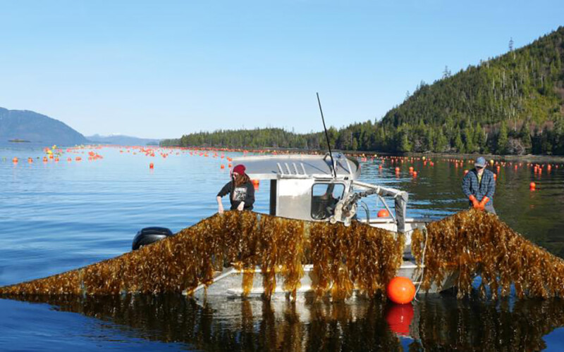 A seagrove kelp farm in Doyle Bay, Alaska