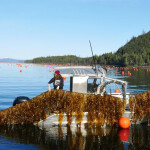 A seagrove kelp farm in Doyle Bay, Alaska