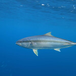 A yellowtail amberjack swimming