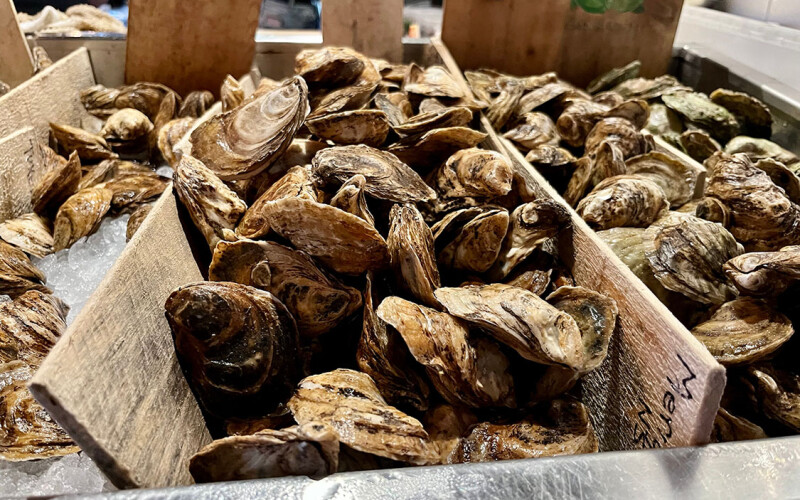 A selection of oysters at a seafood market